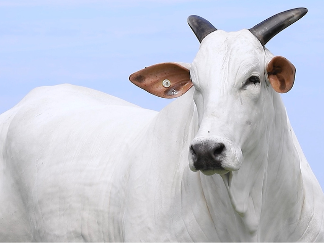 'Imagem de destaque do post: 'Nelore bate recorde mundial da raça com vaca valorizada em R$ 54 milhões