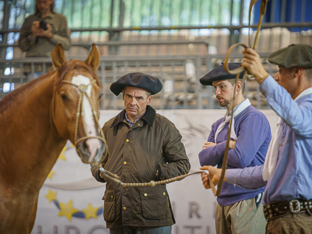 'Imagem de destaque do post: 'Cavalo Crioulo conquista a Europa e fortalece presença internacional da raça