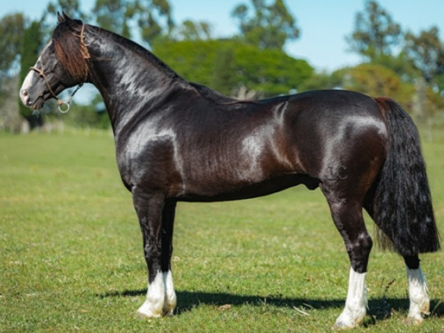 'Imagem de destaque do post: 'Remate Santa Angélica e Estribillo fecha com 100% de liquidez e média superior a R$ 20 mil