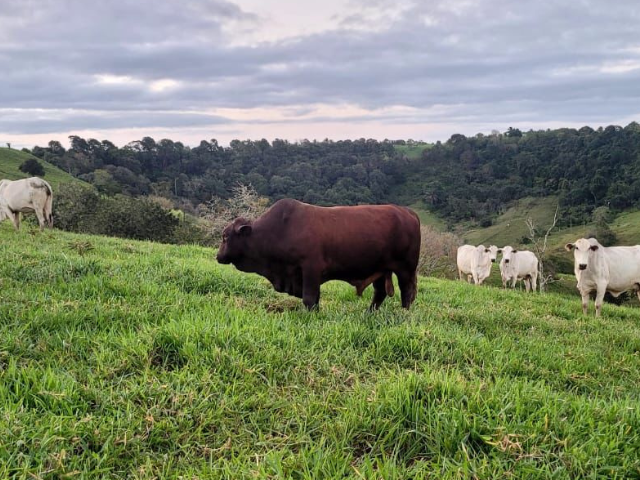 Imagem de destaque do post: O touro que cobre mais: uso do Santa Gertrudis surpreende na monta natural